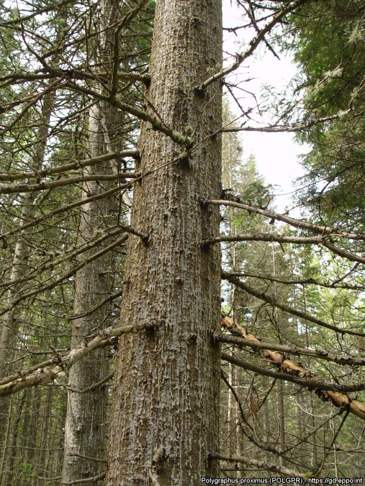 Intensiv befallener, jedoch noch lebender Tannenbaum von Polygraphus proximus in der Krasnoyarsk Region (Russland)